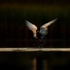 Rybak bahenni - Chlidonias hybrida - Whiskered Tern 1212